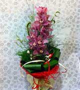 Confezione ramo orchidea, Cymbidium