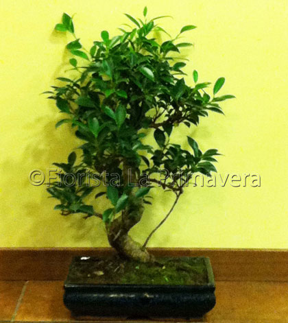 Bonsai sempre verde