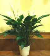 Spathiphyllum - Pianta da appartamento